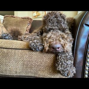 Meet your Posher, Sara